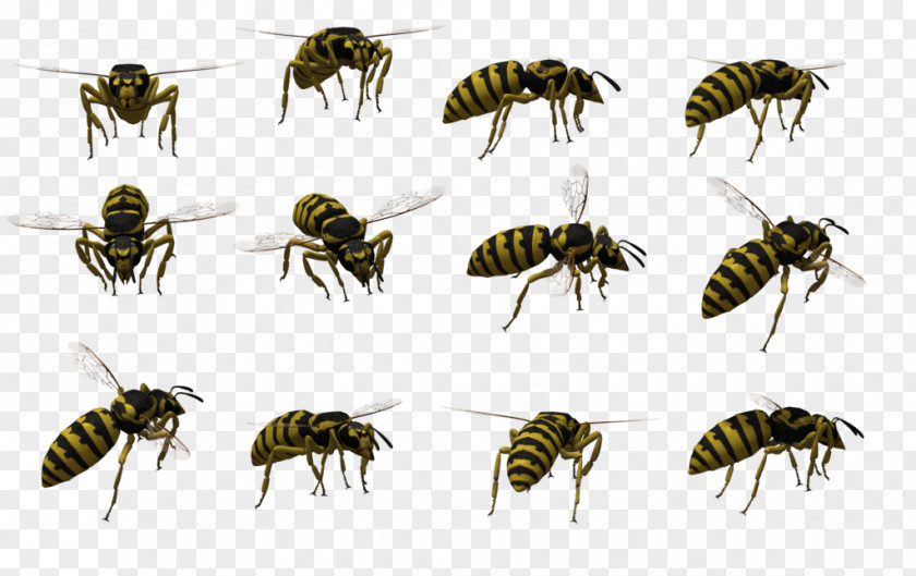 Wasp Honey Bee Insect Flight PNG