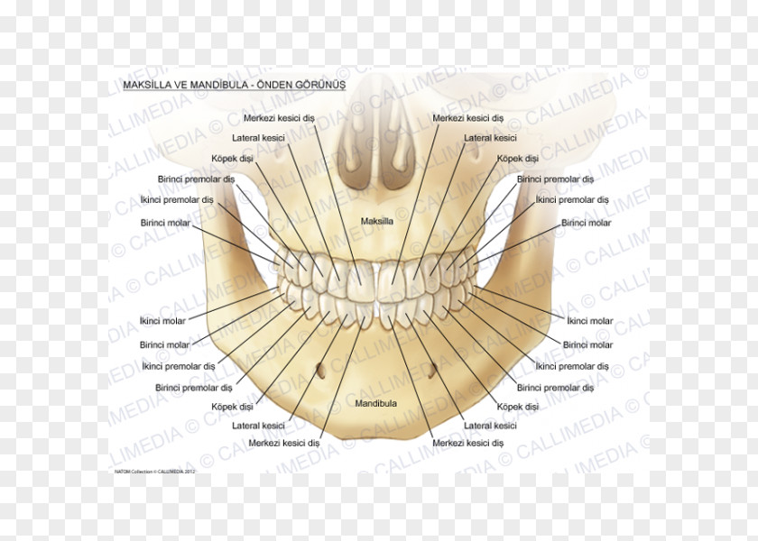 Anatomi Maxilla Mandible Anatomy Bone Human Tooth PNG