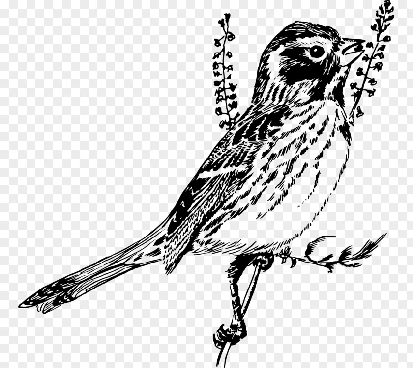 Bird Drawing Finch Sparrow Clip Art Finches PNG