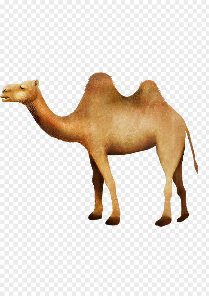 Camel RGB Color Model Desert PNG