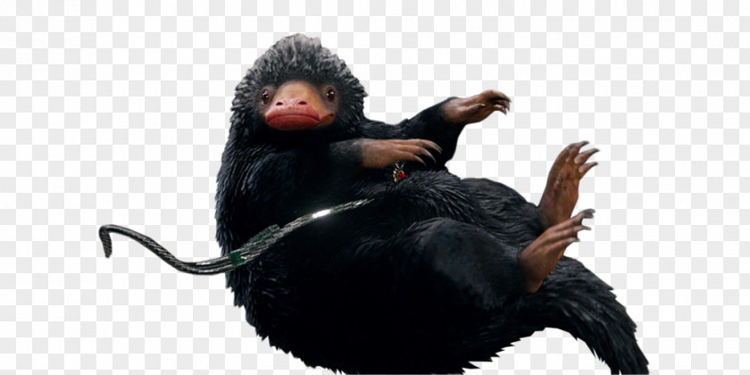 Fantastic Beasts Common Chimpanzee Harry Potter And The Philosopher's Stone PNG