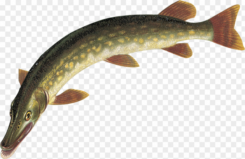 Fishing Rod Northern Pike Fish PNG