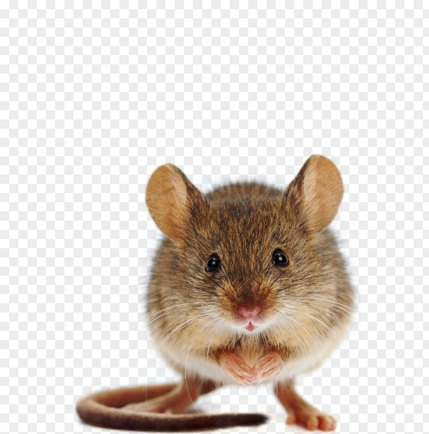 Mouse House Hamster Gerbil Mizraim: His Majesty's PNG