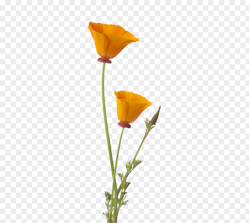 Poppy California Flower Bud PNG
