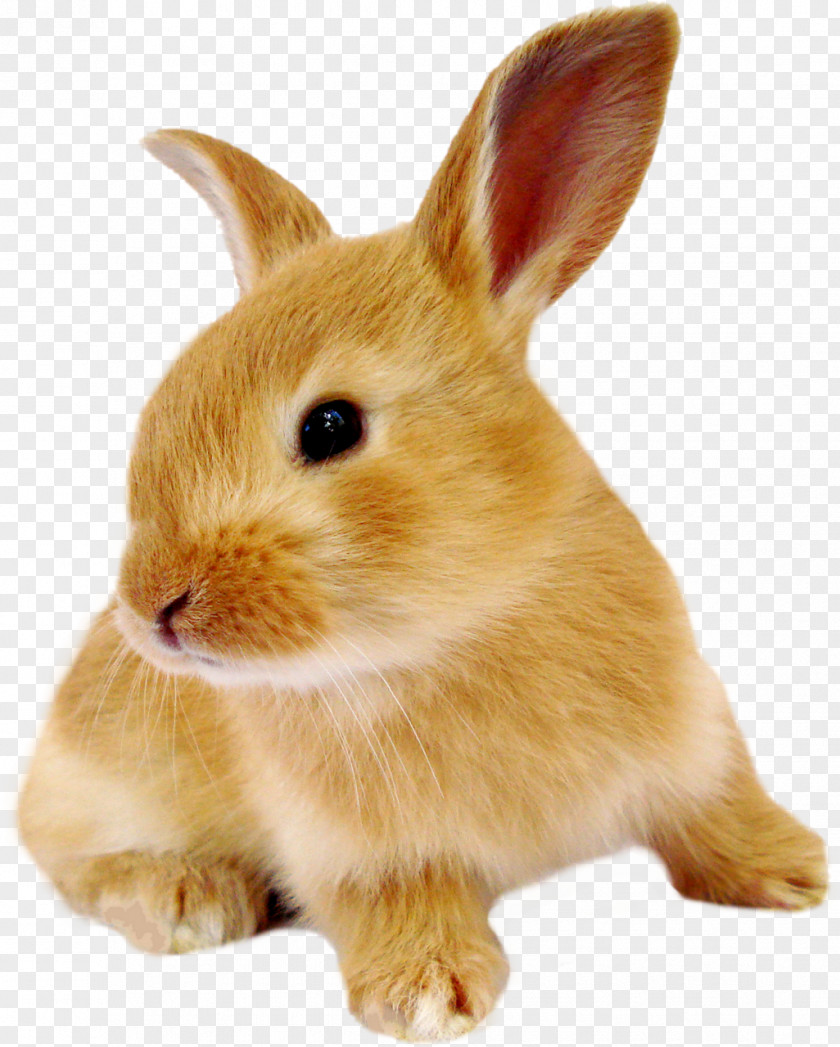Rabbit Domestic European Hare Eastern Cottontail PNG