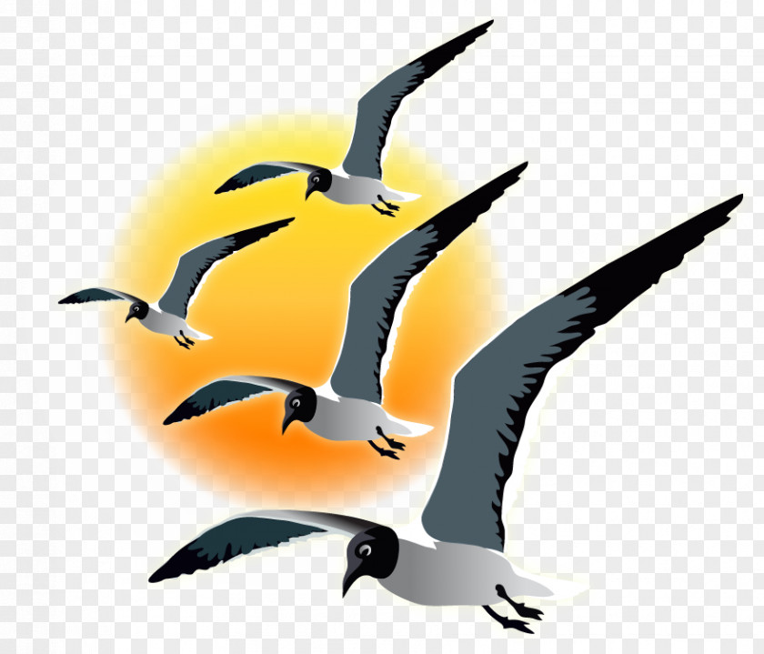 Seagull Sunset Water Bird Clip Art Fauna Beak PNG