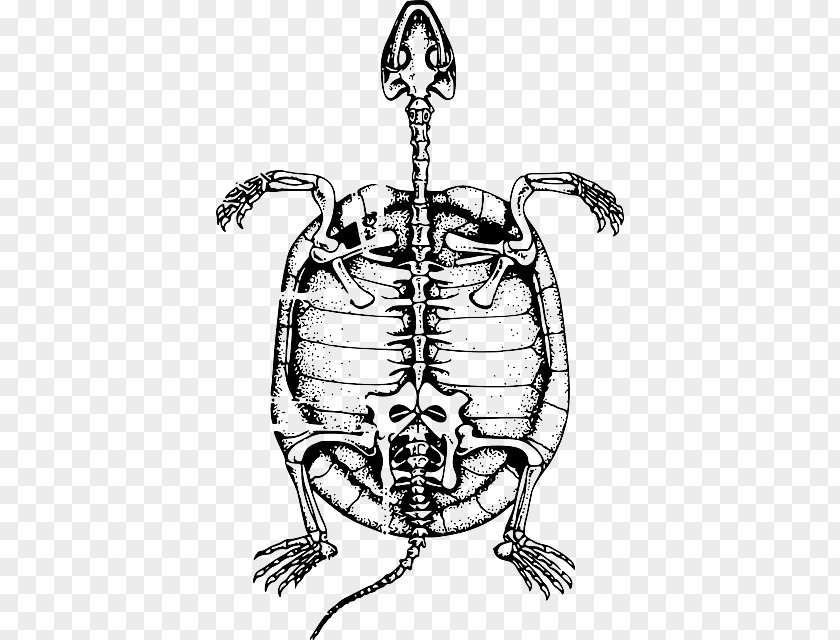 Turtle Reptile Clip Art Human Skeleton PNG