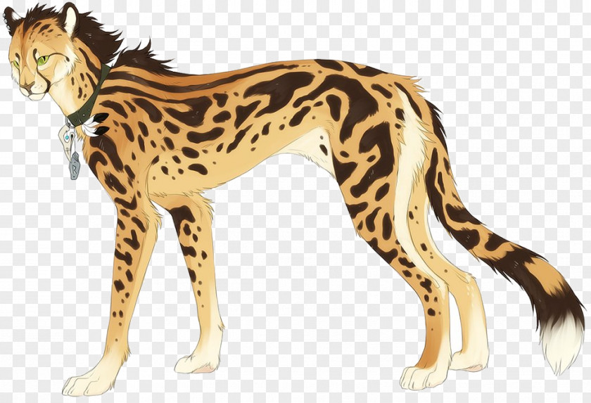 Cat King Cheetah Felidae Drawing Leopard PNG