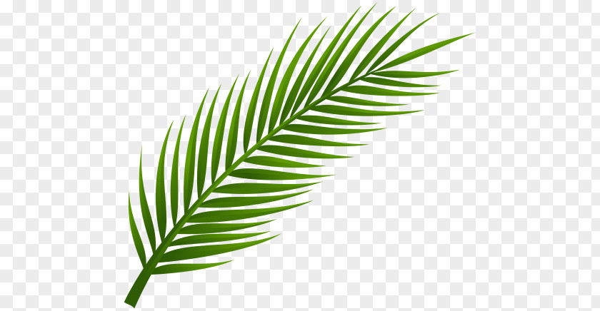 Exotic Palm Leaf Buckle-free Material PNG palm leaf buckle-free material clipart PNG