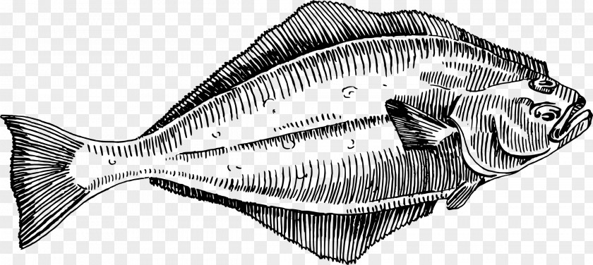 Fish Halibut Line Art Clip PNG