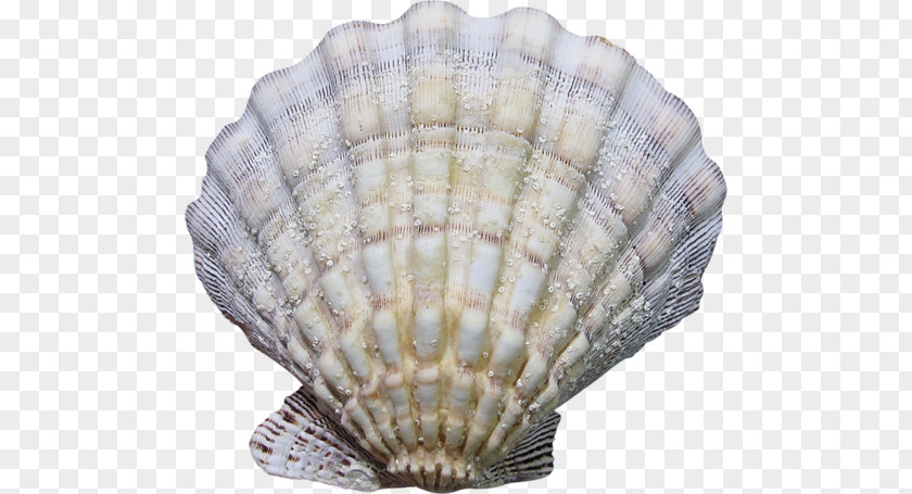 Seashell Cockle Conchology Mussel PNG