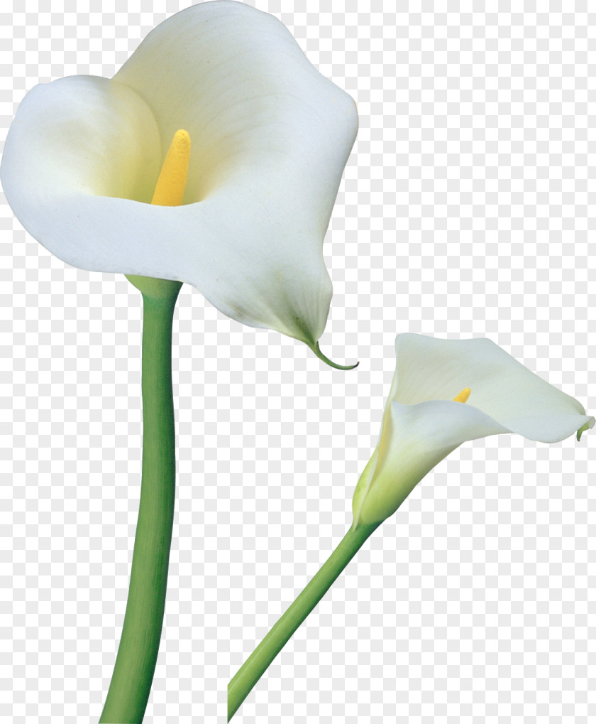 Transparent Calla Lilies Flowers Clipart Arum-lily Flower Tiger Lily Easter Clip Art PNG