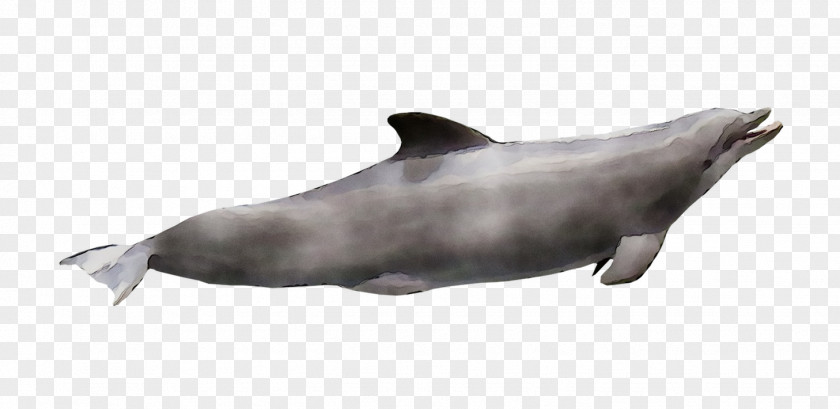 Tucuxi Common Bottlenose Dolphin Rough-toothed White-beaked Sea Lion PNG