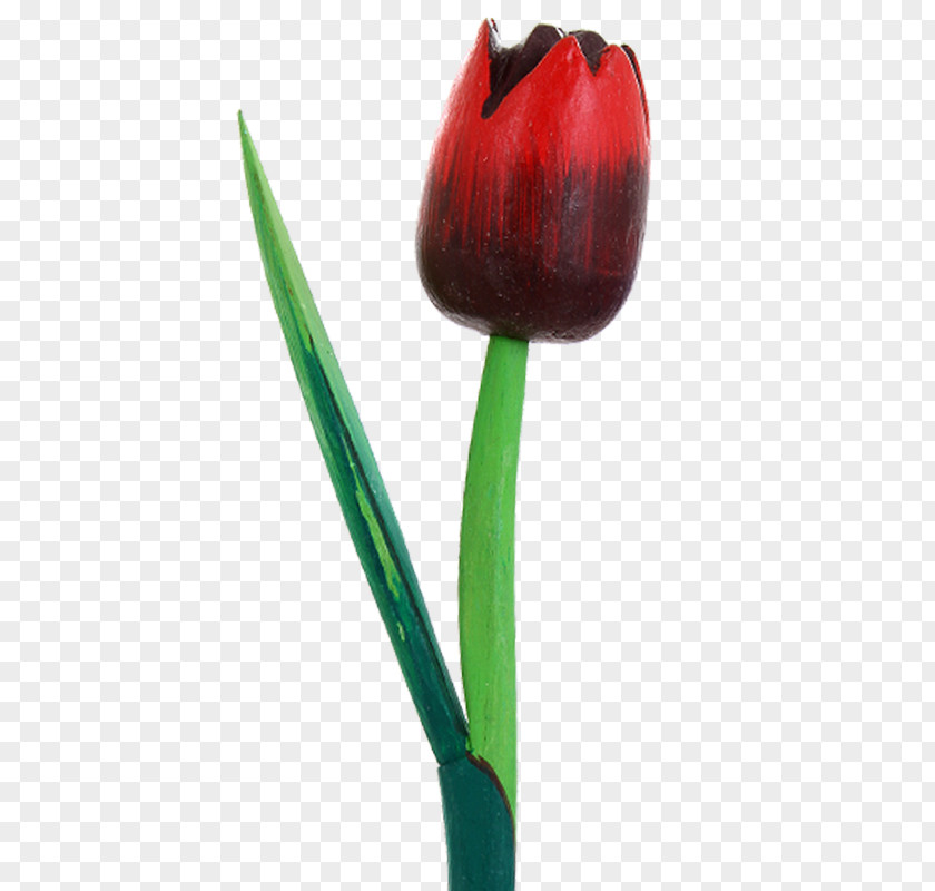 Tulip Petal Plant Stem Bud PNG