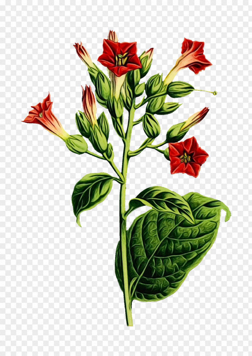 Plant Stem Cut Flowers Flower Flowering Leaf Anthurium PNG