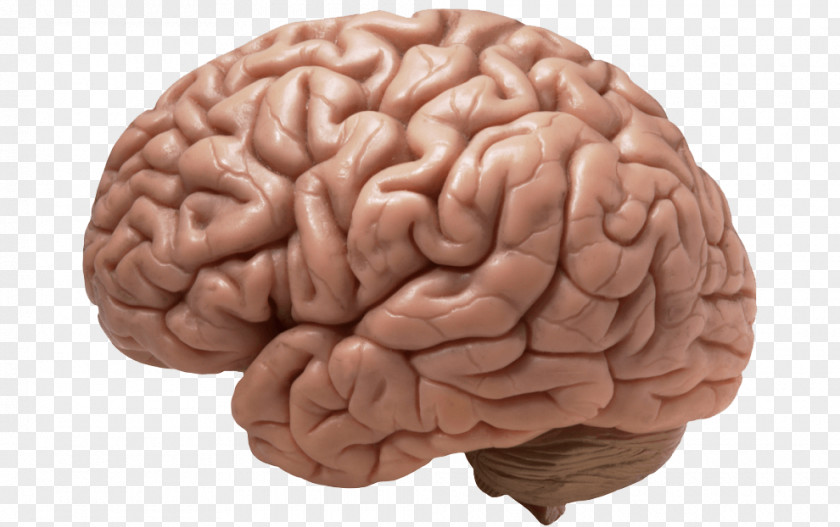 Brain Human Clip Art PNG