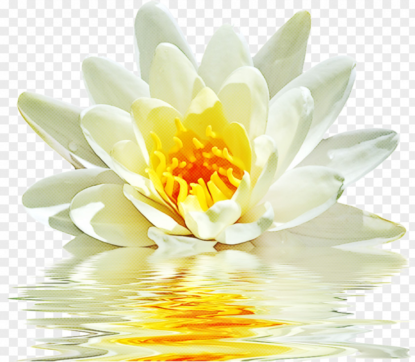 Lotus PNG