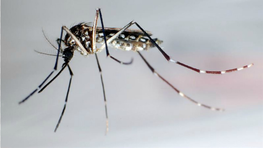 Mosquito Insect Nematocera Zika Virus Dengue PNG