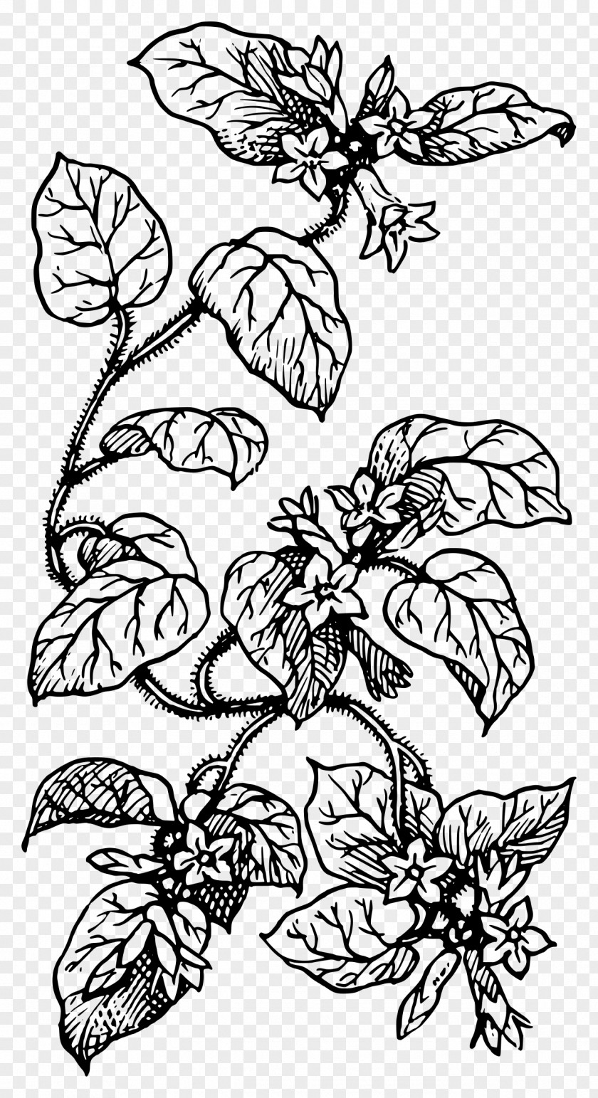 Plant Drawing Line Art Clip PNG