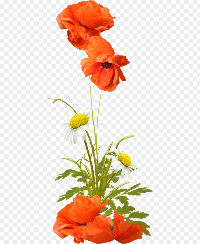 Poppies Animaatio Daytime Morning Clip Art PNG
