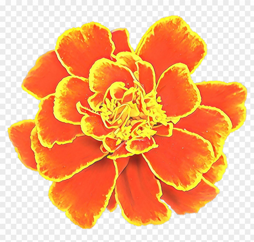 Pot Marigold Flower Clip Art Image Carnation PNG