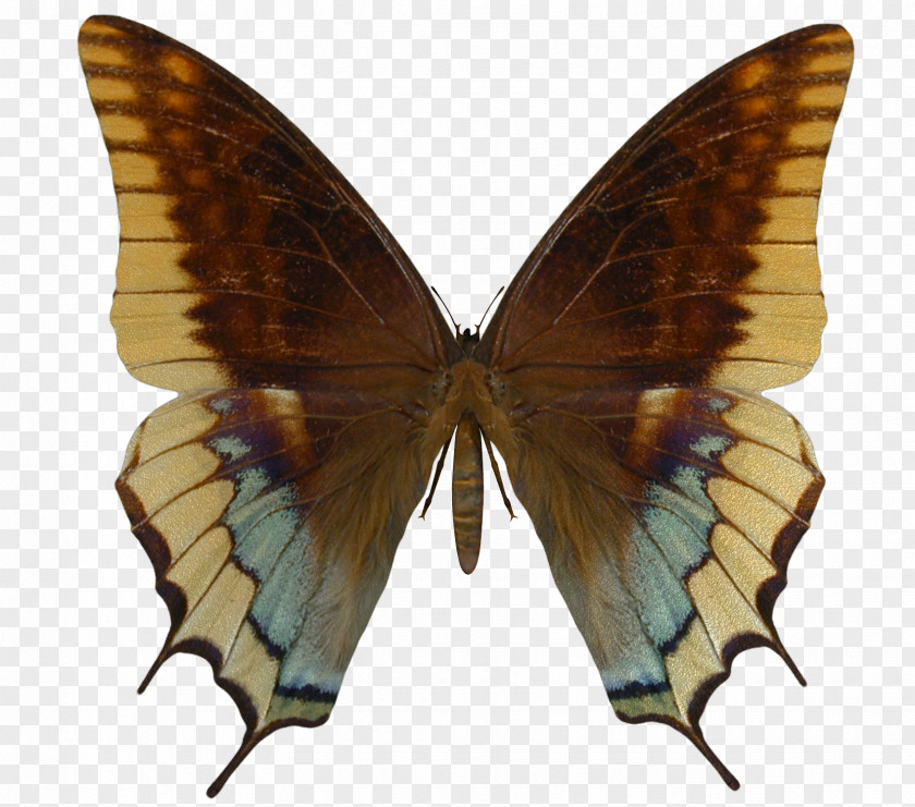 Buterfly Swallowtail Butterfly Insect Battus Philenor Polydamas PNG