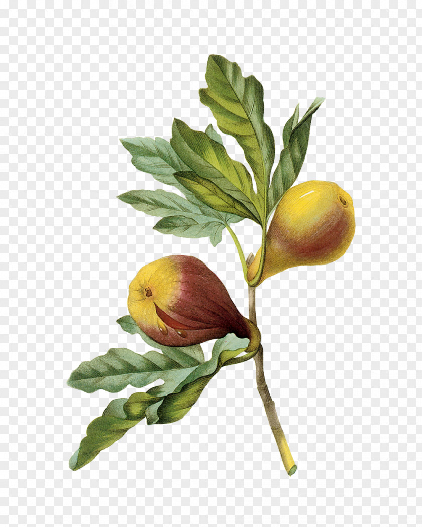 Creative Fig. Figs: A Global History Fig Culture. Edible Their Culture And Curing Mission Fruit Choix Des Plus Belles Fleurs PNG