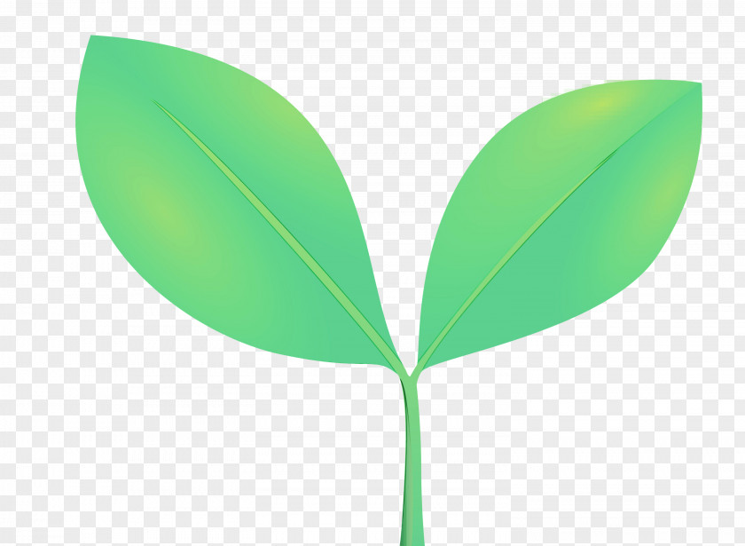 Leaf Green Plant Flower Tree PNG