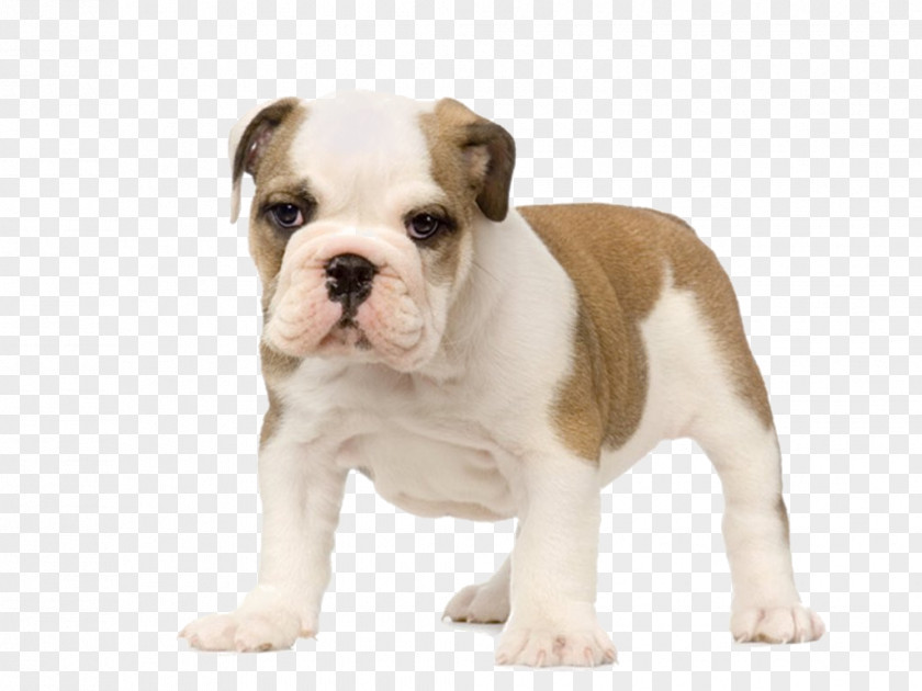 Pets Material Plane Olde English Bulldogge Old Bulldog Australian Valley PNG