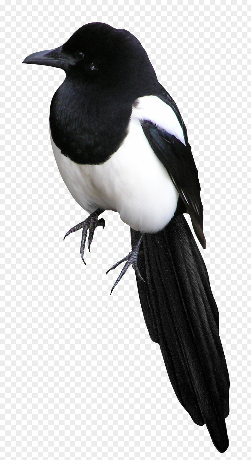 Bird Eurasian Magpie Clip Art Image PNG