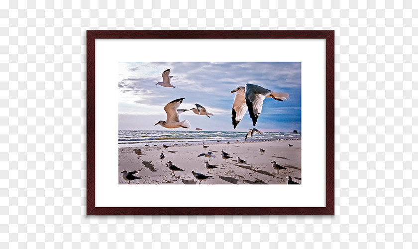 Bird Flightless Advertising Picture Frames PNG