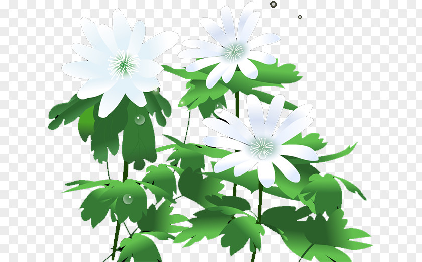 Chrysanthemum Icon PNG