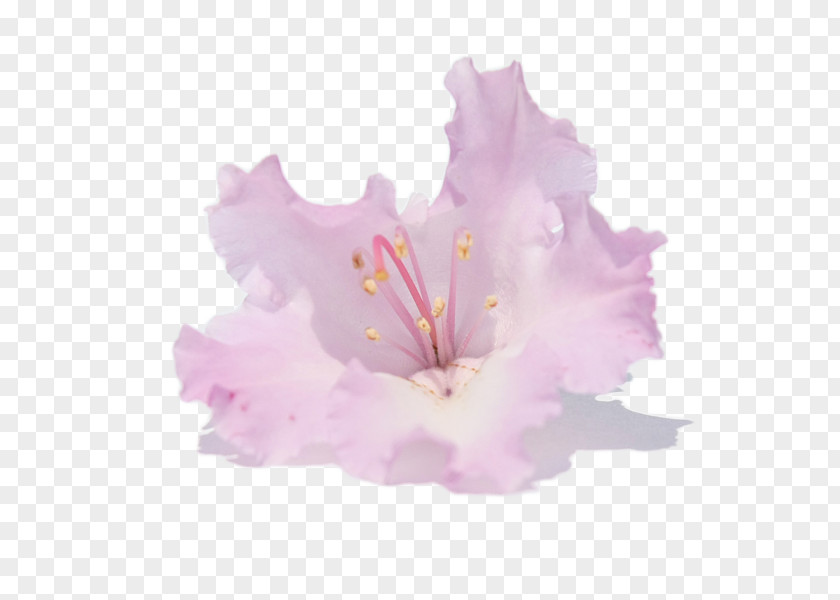 Flower Hibiscus Azalea Rhododendron Macrophyllum Arboreum PNG