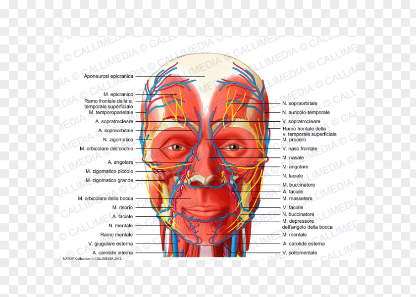 Head And Neck Anatomy Nerve Muscle Blood Vessel PNG