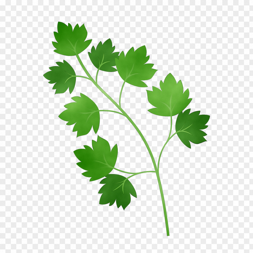 Parsley Coriander M / 0d Common Grape Vine Leaves PNG