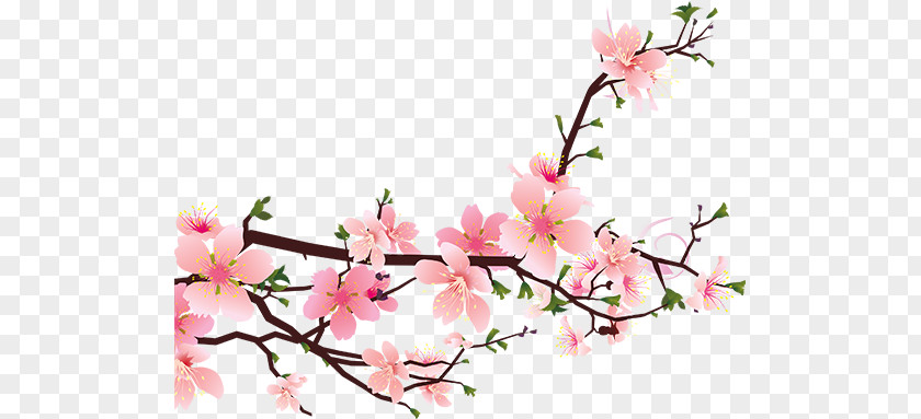 Peach Blossom PNG blossom clipart PNG