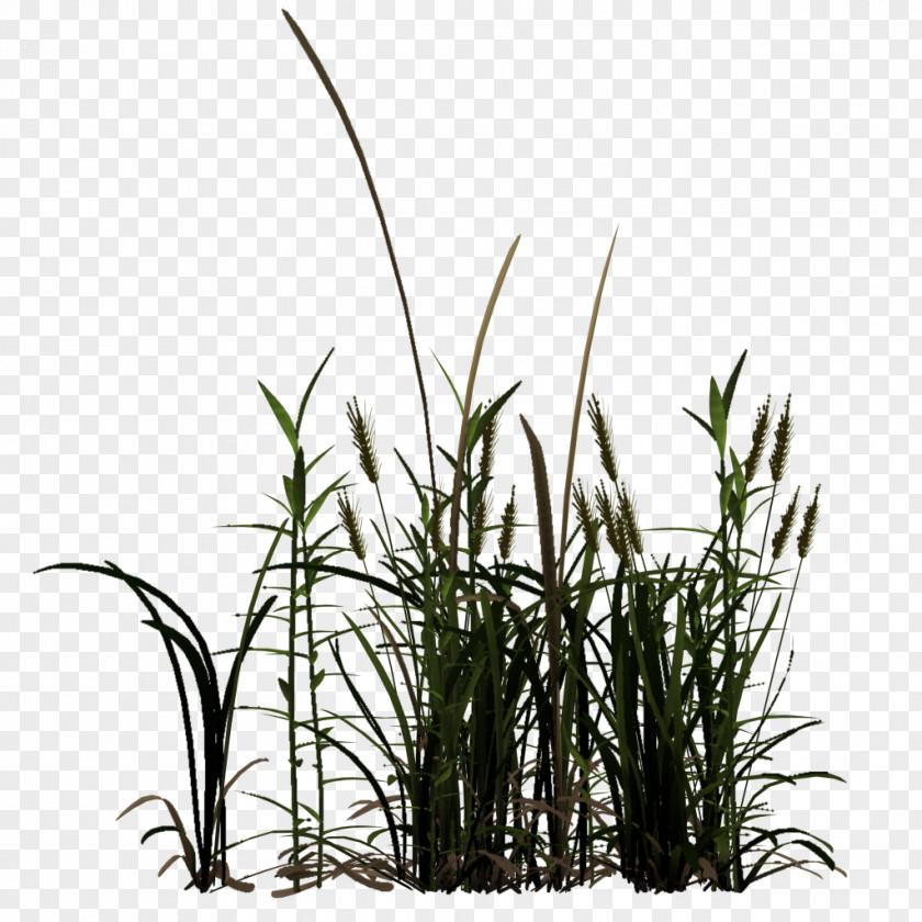 Tree Commodity Phragmites Plant Stem PNG