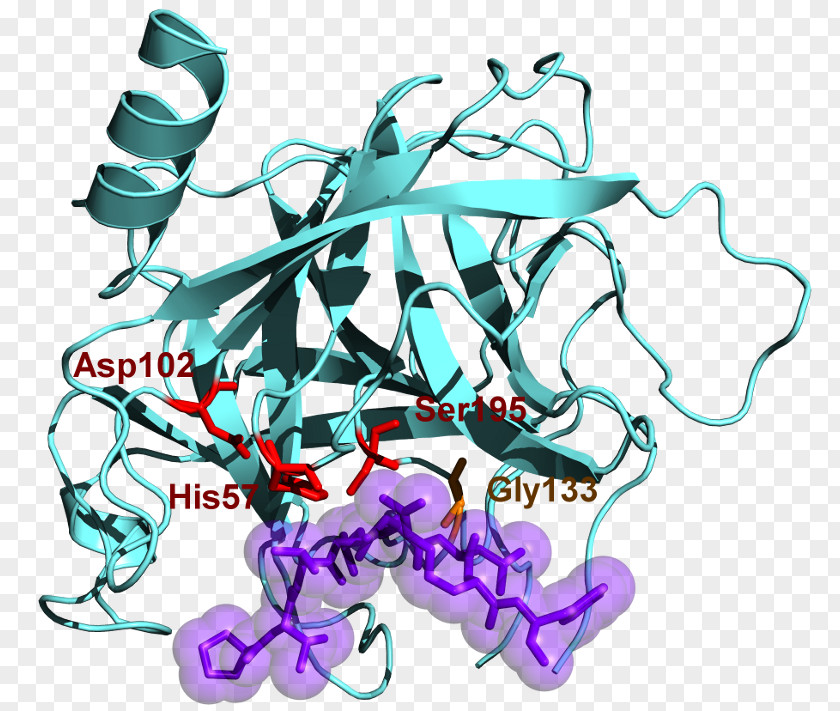 Chymotrypsinogen Protein Serine Protease PNG