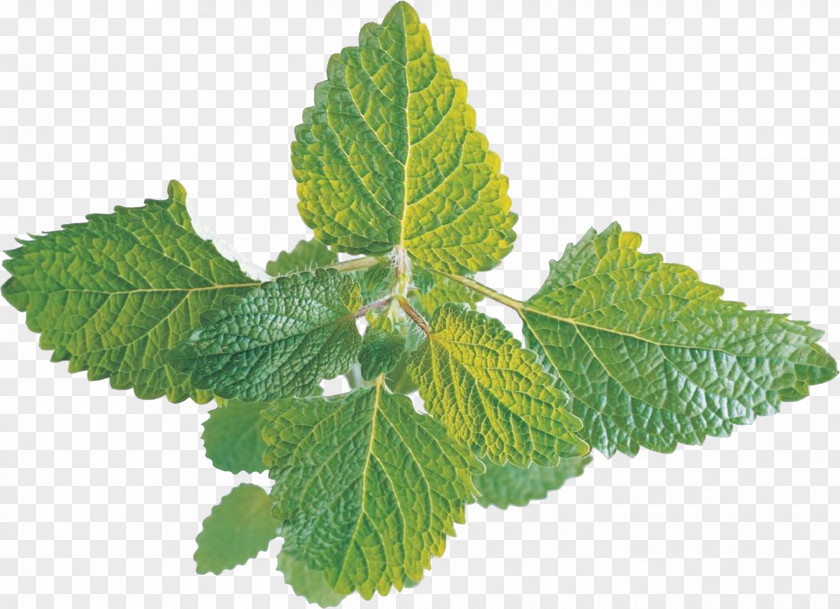 Fresh Mint Leaves Peppermint Mentha Arvensis Spicata Water Pennyroyal PNG
