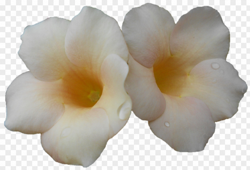 God Tussi Great Ho Moth Orchids PNG