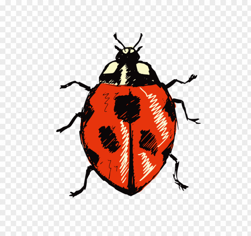 Ladybug Beetle Ladybird Royalty-free Illustration PNG