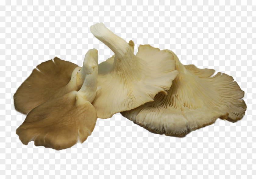 Mushroom Oyster Pleurotus Eryngii Edible PNG