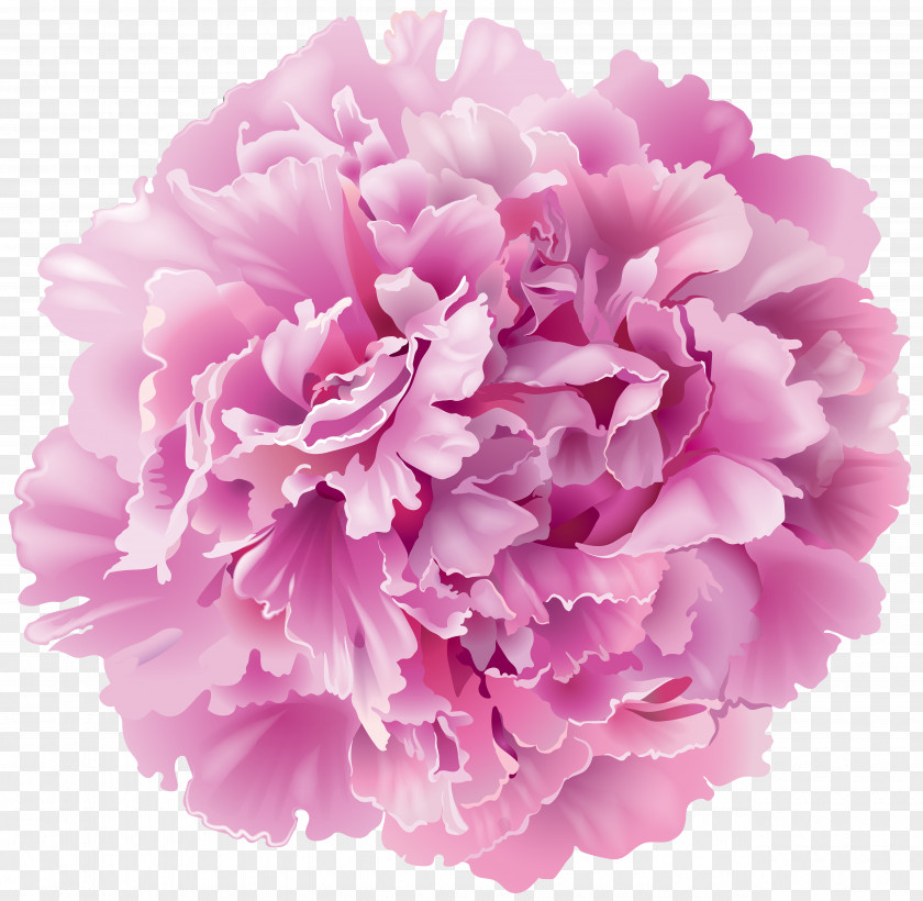 Peony Transparent Clip Art Image PNG