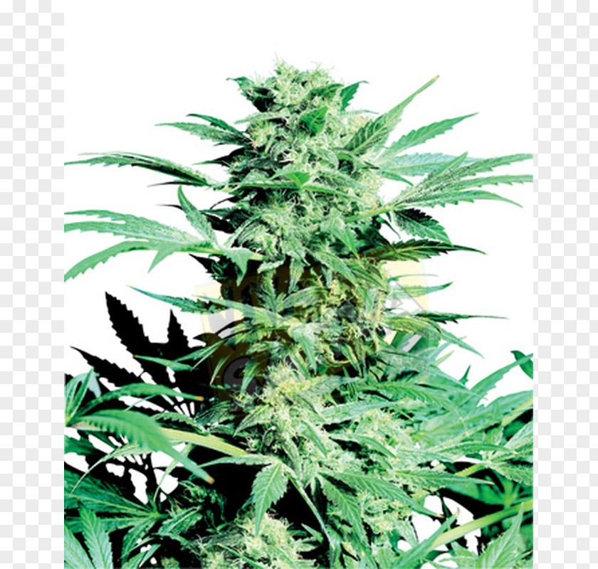 Skunk Mahadeva Cannabis Sensi Seeds Marijuana PNG