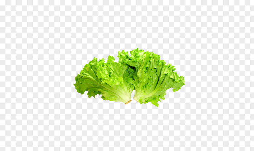 Green Vegetables Food Icon PNG