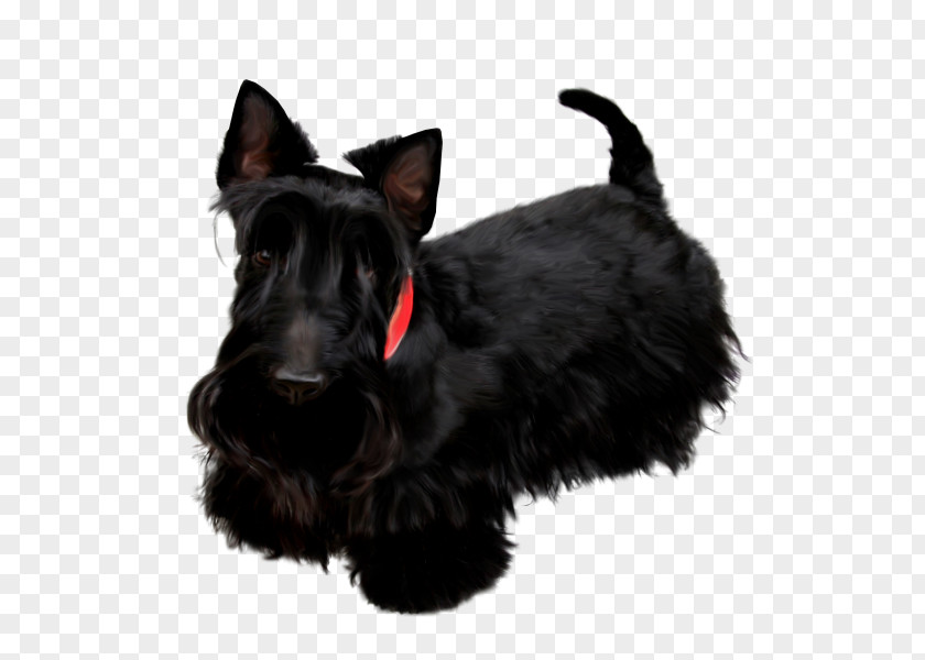 Poodle Dog Scottish Terrier Miniature Schnauzer Pekingese Black Russian PNG