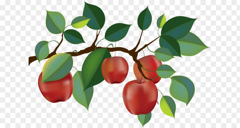 Apple Orchard Fruit Picking Branch Clip Art PNG
