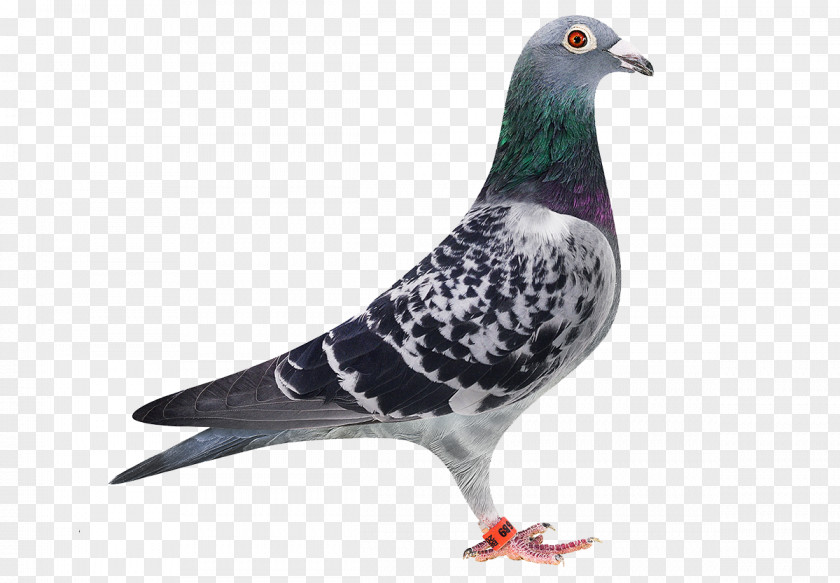 Bird Homing Pigeon Stock Dove Racing Homer Green PNG