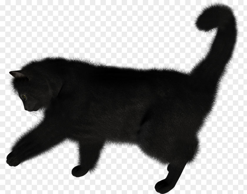 Cat Kitten Clip Art PNG