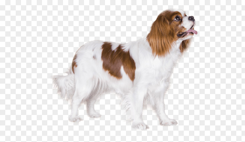 Cavalier King Charles Spaniel Drentse Patrijshond Kooikerhondje Dog Breed PNG
